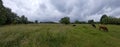 Panorama shot of cows grazing at nature park Gentbrugse Meersen near Ghent Royalty Free Stock Photo