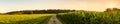 Panorama shot of rural path between fields of maize and soy leading to forest Royalty Free Stock Photo