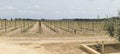 Panorama shot of a wide vineyard view in Attard, Malta Royalty Free Stock Photo