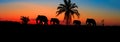 Panorama silhouette elephant herd animals wildlife walking in twilight sunset beautiful background. with copy space