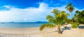 Single palm tree on beach Royalty Free Stock Photo