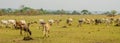Panorama of skinny African cattle herd grazing and walking on green field in Ivory Coast, West Africa