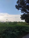 Panorama sky, tree and grass in streets side Royalty Free Stock Photo