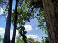 Panorama sky & tree Royalty Free Stock Photo