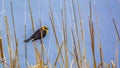 Panorama Small bird perching on a slim brown grass that grows around a lake