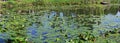 Panorama of a small rural pond with still water and with blooming water red and yellow lilies 2 Royalty Free Stock Photo