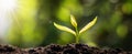 panorama small tree growing with sunrise. green world and earth day concept Royalty Free Stock Photo