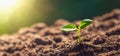 panorama small tree growing with sunrise. green world and earth day concept Royalty Free Stock Photo