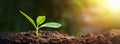 panorama small tree growing with sunrise. green world and earth day concept Royalty Free Stock Photo