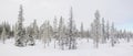 Panorama with a snow covered arctic fir trees.