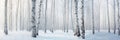 Panorama of snow covered birch trees forest in misty winter day Royalty Free Stock Photo