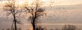 Panorama of snow geese at dawn Royalty Free Stock Photo