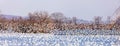 Panorama of Snow Goose Migration Royalty Free Stock Photo