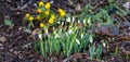 Panorama Snowdrops in spring in a bed with winter aconites in the background Royalty Free Stock Photo