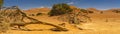 Panorama at Sossusvlei with broken trees, background landscape with large sand dunes Royalty Free Stock Photo