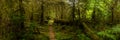 Panorama of South Fork of the hoh River Trail Royalty Free Stock Photo