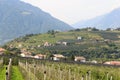 Panorama with South Tyrolean Apple plantations, vineyards and mountains in Tirolo, South Tyrol, Italy