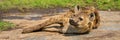 Panorama of spotted hyena lying on rock Royalty Free Stock Photo