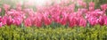 Panorama of spring background, lilac tulips and boxwood Royalty Free Stock Photo