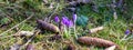 panorama spring crocus flowers in a bed with old leaves Royalty Free Stock Photo