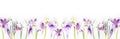 Panorama spring flowers pattern. Frame of violet crocuses on a white background. Top view, flat lay, banner