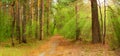 Panorama of the spring forest, with the road going into the distance Royalty Free Stock Photo