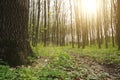 a panorama spring forest trees. nature green wood sunlight backgrounds Royalty Free Stock Photo