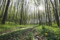 a panorama spring forest trees. nature green wood sunlight backgrounds Royalty Free Stock Photo