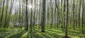 a panorama spring forest trees. nature green wood sunlight backgrounds Royalty Free Stock Photo
