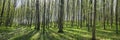 a panorama spring forest trees. nature green wood sunlight backgrounds Royalty Free Stock Photo