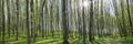 a panorama spring forest trees. nature green wood sunlight backgrounds Royalty Free Stock Photo