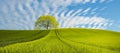 Panorama spring green field, lonely tree on a field Royalty Free Stock Photo