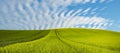 Panorama spring green field, lonely tree on a field Royalty Free Stock Photo