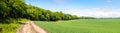 Panorama, spring landscape: field with green grass and dirt road near the forest Royalty Free Stock Photo