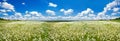 Panorama spring landscape with a flowering flowers on meadow Royalty Free Stock Photo