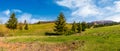 Panorama of spruce forest on grassy hills Royalty Free Stock Photo