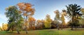 Panorama of Summer - autumn tree in forest park Royalty Free Stock Photo