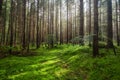 Panorama of the summer forest. Fresh plants in the forest. Natural background. The forest after the rain.