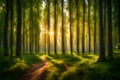 panorama of a summer forest at sunrise in the morning. Through trees, the sun shines. Natural forest Royalty Free Stock Photo