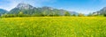 Panorama of summer fresh greens and wildflowers