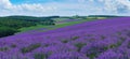 Panorama of summer hills landscape with blooming lavender fields