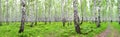 Panorama summer landscape with birch forest