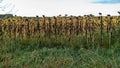 sunflower field in an autumn season Royalty Free Stock Photo