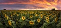 Panorama of Sunflowers field at sunset in Bulgaria Royalty Free Stock Photo