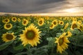 Panorama of Sunflowers field at sunset in Bulgaria Royalty Free Stock Photo