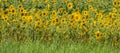 Panorama Sunflowers field in summer