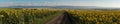 Panorama of sunflowers meadow, road between, mountains, fields and town on the back plan.