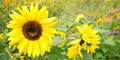Panorama of sunflowers and wild flowers