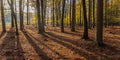 Panorama of sunlight through the trees in autumn in Borger