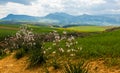 Panorama sunny green slopes of Ifrane at Moyen Atlas, Morocco